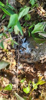 팜모닝 사과·병해충상담 게시글 이미지