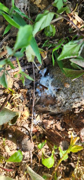 박필진님의 사과 · 병해충상담 작성글 사진