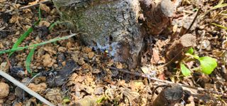 박필진님의 사과 · 병해충상담 작성글 사진