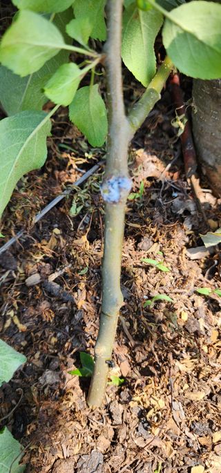 박필진님의 사과 · 병해충상담 작성글 사진