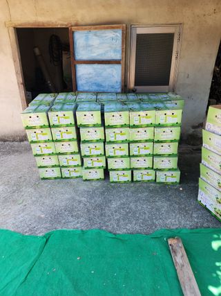 이태호님의 매실 · 자유게시판 작성글 사진