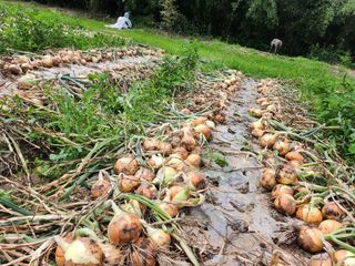 이재진님의 양파 · 자유게시판 작성글 사진