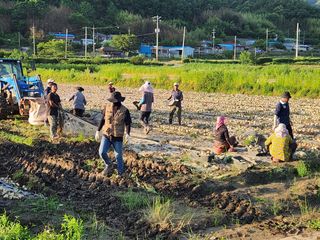 이재진님의 양파 · 자유게시판 작성글 사진