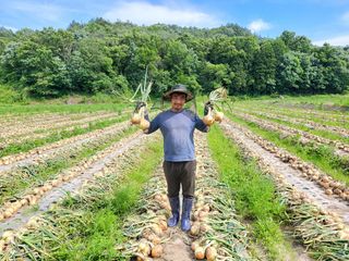 이재진님의 양파 · 자유게시판 작성글 사진