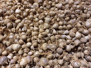 조성국님의 마늘 · 수확 작성글 사진