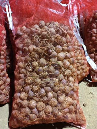 조성국님의 마늘 · 수확 작성글 사진