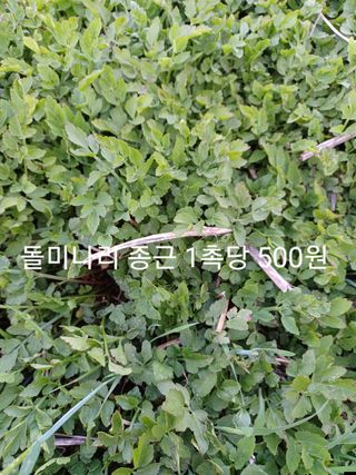 알 수 없음님의 기타작물 · 자유게시판 작성글 사진