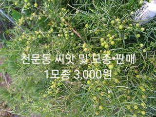 알 수 없음님의 기타작물 · 자유게시판 작성글 사진