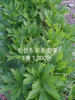 알 수 없음님의 기타작물 · 자유게시판 작성글 사진