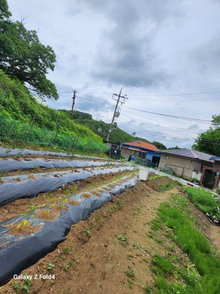 임대운님의 농부님! 어떤 농약 쓰세요? · 참여 작성글 사진
