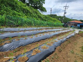 임대운님의 농부님! 어떤 농약 쓰세요? · 참여 작성글 사진