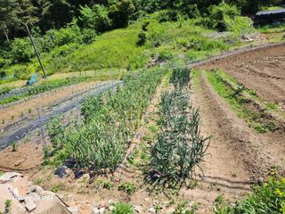 임대운님의 농부님! 어떤 농약 쓰세요? · 참여 작성글 사진