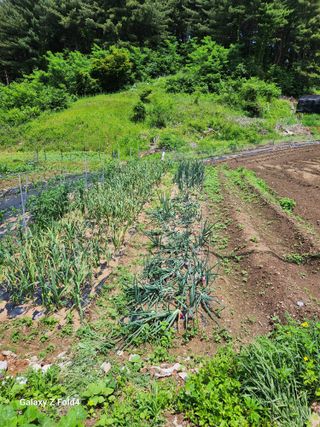 임대운님의 농부님! 어떤 농약 쓰세요? · 참여 작성글 사진