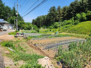 임대운님의 농부님! 어떤 농약 쓰세요? · 참여 작성글 사진