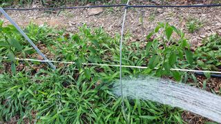 이봉수님의 고추 · 일상 작성글 사진