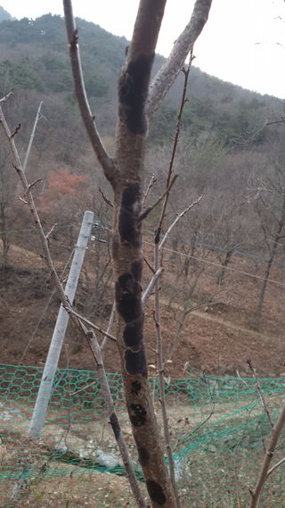 서비올시다님의 자두 · 병해충상담 작성글 사진