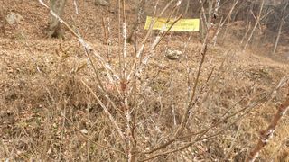 서비올시다님의 자두 · 병해충상담 작성글 사진