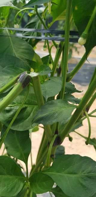 이우섭님의 고추 · 병해충상담 작성글 사진