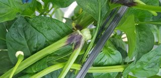 이우섭님의 고추 · 병해충상담 작성글 사진