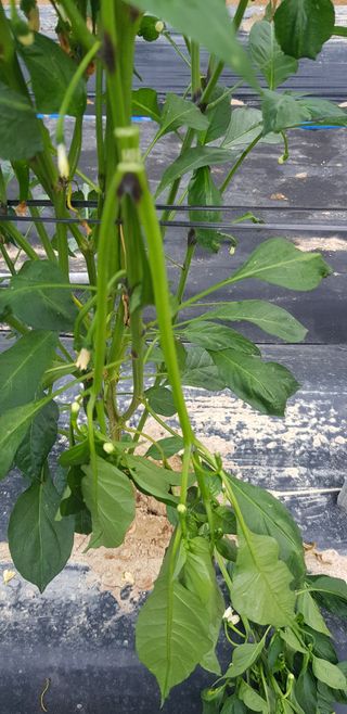 이우섭님의 고추 · 병해충상담 작성글 사진