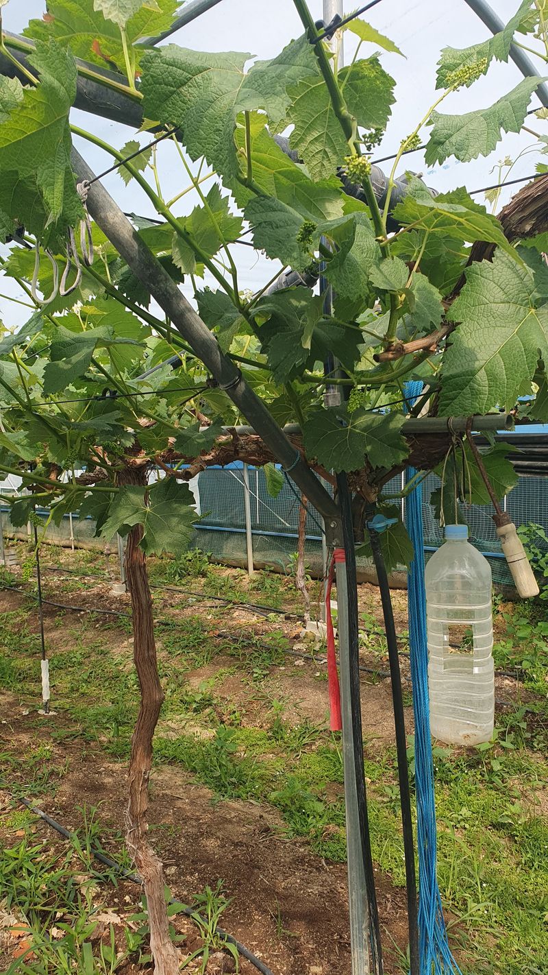 콩17523님의 장터 판매 상품 [하우스 파이프 2.5T] 첨부 사진