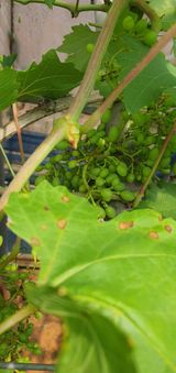 팜모닝 포도·병해충상담 게시글 이미지