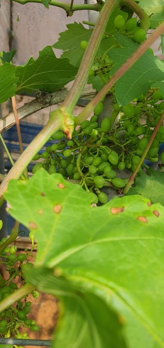 양용분님의 포도 · 병해충상담 작성글 사진