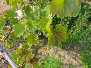 박진욱님의 포도 · 병해충상담 작성글 사진