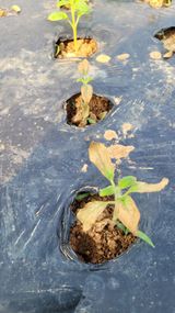 팜모닝 참깨·병해충상담 게시글 이미지