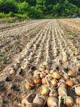 팜모닝 양파·자유게시판 게시글 이미지