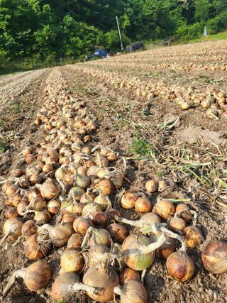 이오성님의 양파 · 자유게시판 작성글 사진