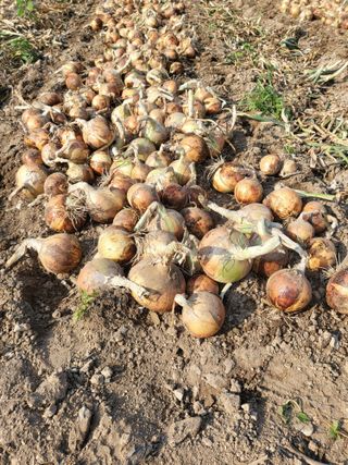 이오성님의 양파 · 자유게시판 작성글 사진