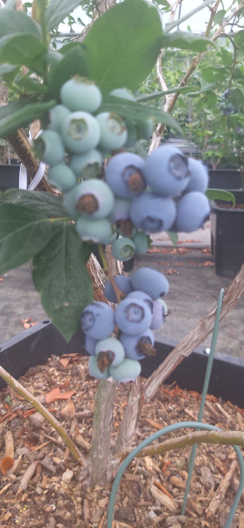 장터 상품 [블루베리 1kg] 썸네일