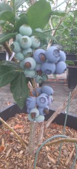 팜모닝 · 게시글 이미지