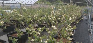 산마루농장님의 작성글 사진