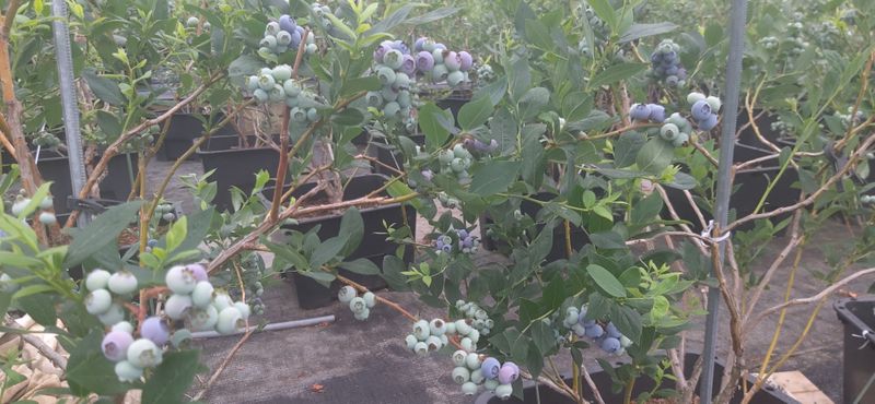 산마루농장님의 장터 판매 상품 [블루베리 1kg] 첨부 사진