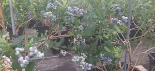 산마루농장님의 작성글 사진