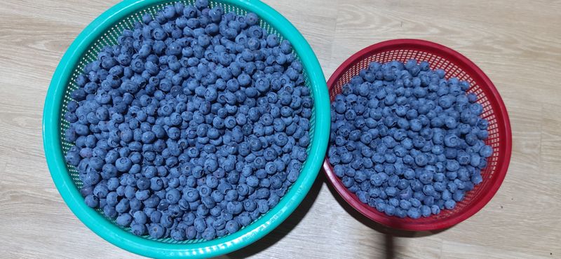 산마루농장님의 장터 판매 상품 [블루베리 1kg] 첨부 사진