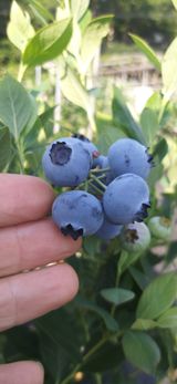 팜모닝 · 게시글 이미지