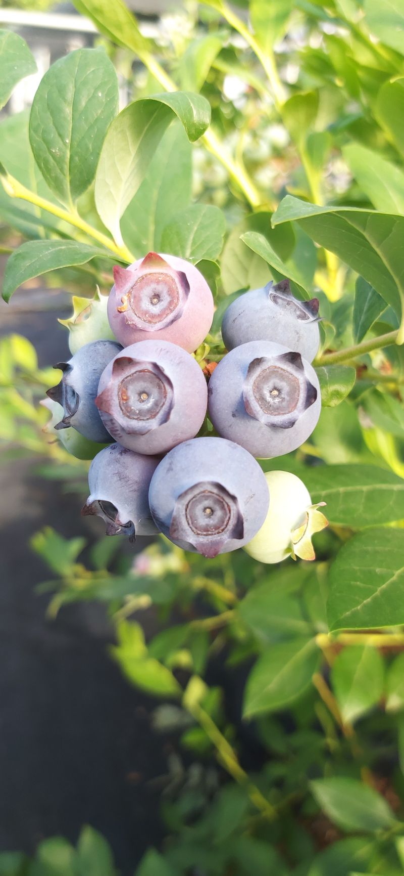 산마루농장님의 장터 판매 상품 [명품 블루베리  판매] 첨부 사진