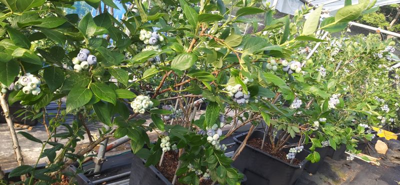 산마루농장님의 장터 판매 상품 [명품 블루베리  판매] 첨부 사진