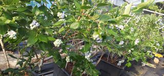 산마루농장님의 작성글 사진