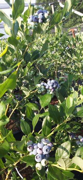 산마루농장님의 작성글 사진