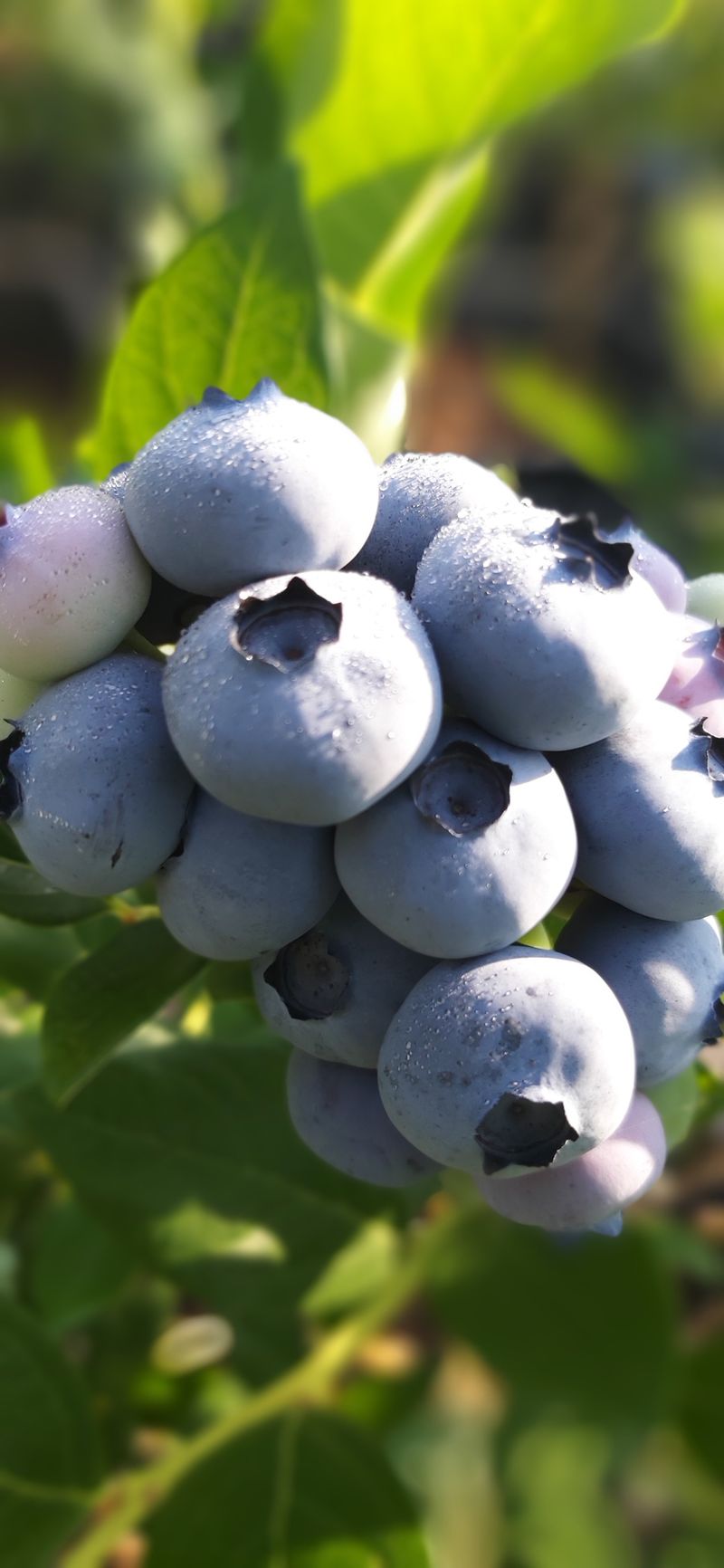 산마루농장님의 장터 판매 상품 [명품 블루베리  판매] 첨부 사진