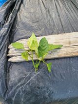 팜모닝 농부님! 어떤 농약 쓰세요?·참여 게시글 이미지