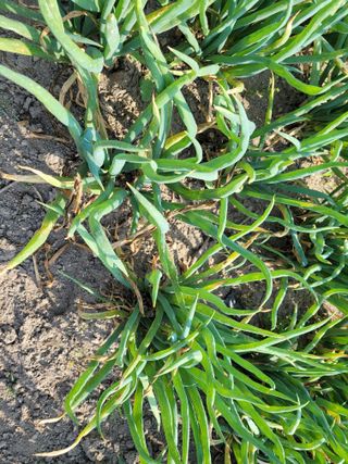 김창환님의 농부님! 어떤 농약 쓰세요? · 참여 작성글 사진