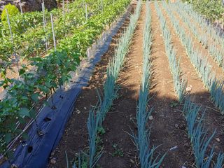 김진주님의 파 · 병해충상담 작성글 사진