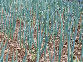 김진주님의 파 · 병해충상담 작성글 사진