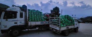 박호성님의 배추 · 수확 작성글 사진