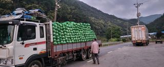 박호성님의 배추 · 수확 작성글 사진